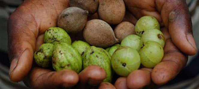 Трипхала Трипхала - краеугольный камень аюрведической медицины