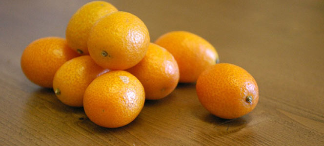 Kumquat Яркий удлиненный плод