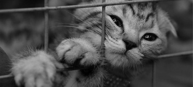 Котенок в клетке Животные имеют права