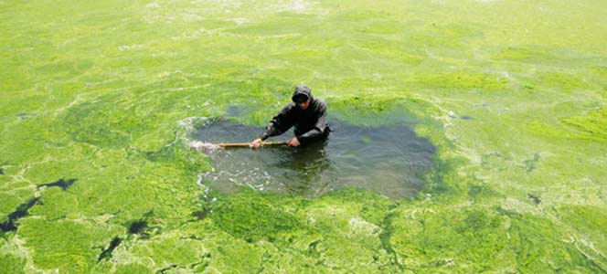 Водорросли Слизь (водорросли)