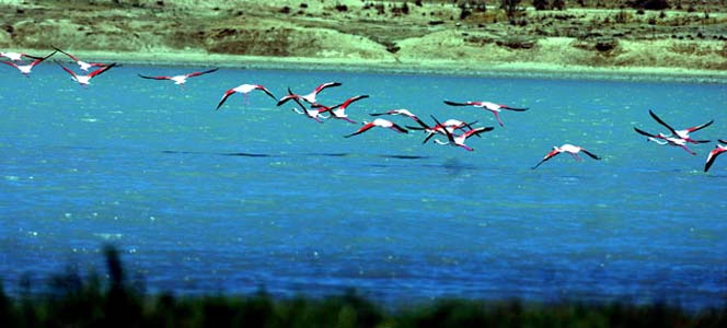 Водно-болотные угодия Защита водно-болотных угодий