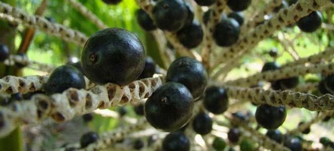 Продукты, которые повышают энергию
