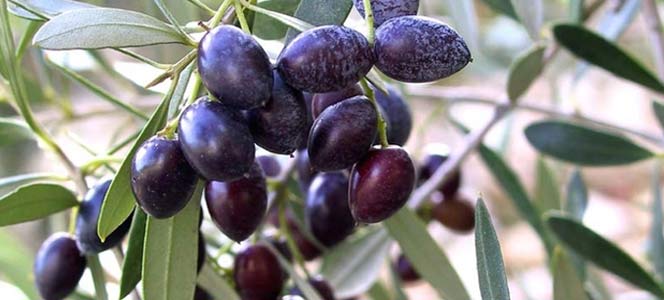 Маслины Маслины – для здоровья и долголетия