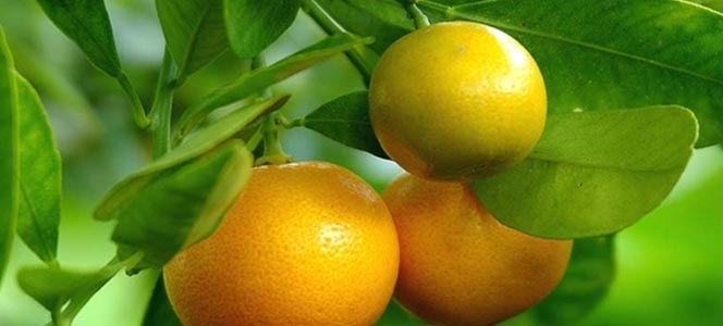 Мандарины Мандарины для красоты и здоровья