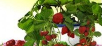 Выращиваем клубнику на балконе